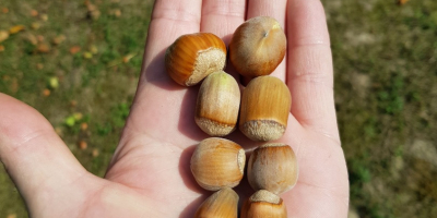 Venderé una avellana de mi propia plantación, cosecharé en