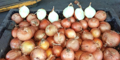 Cebollas de bulbo, ideales para cocinar en restaurantes, cafés,