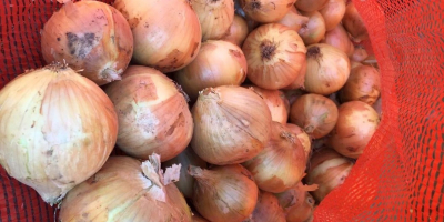 Cebollas de bulbo, ideales para cocinar en restaurantes, cafés,