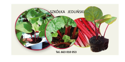 El vivero de ruibarbo Jedliński ofrece: - esquejes de