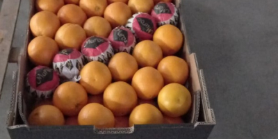 ¡Solo busco compradores serios! podemos proporcionarle: Naranjas. (Mandarín, ombligo)