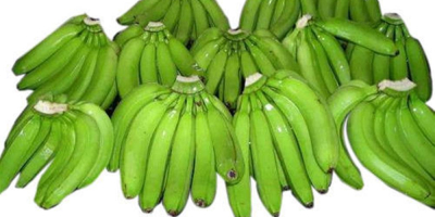 Plátano fresco Cavendish al mejor precio al por mayor