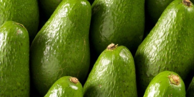 AGUACATE FRESCO El aguacate (Persea americana), un árbol que