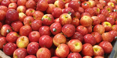 Exportamos manzanas como Fuji, Golden Delicious, Granny Smith, Pink