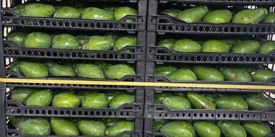 Venta de Aguacate, Mm 12-14-16 (250-320 gr), 1 Palet