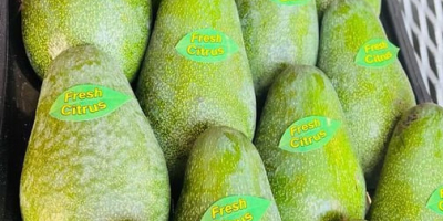 Venta de Aguacate, Mm 12-14-16 (250-320 gr), 1 Palet