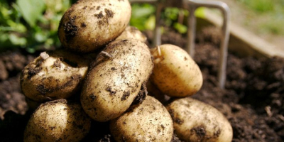 Venderé patatas y patatas de siembra en una cantidad