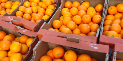 Hola, vendo naranjas para clasificar. Después de un accidente