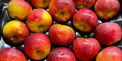 Venderé una manzana Topacio y otras variedades de postre.