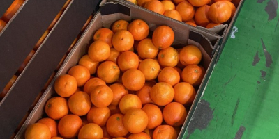 naranja, kaki, aceite de oliva. Todos de Valencia, España.