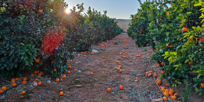 naranja, kaki, aceite de oliva. Todos de Valencia, España.