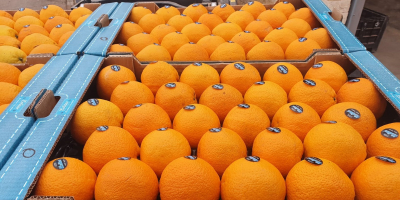 Venta de naranjas españolas. La oferta también incluye otros