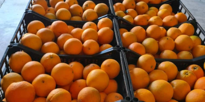 Se vende naranja española. Fruta fresca, dulce y jugosa.
