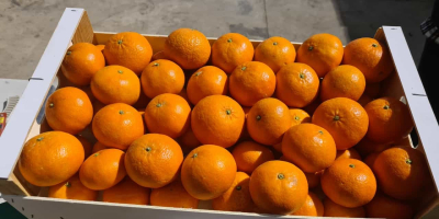 Venta de mandarinas españolas. La fruta es fresca, dulce,