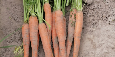 Venderé zanahorias comestibles en una cantidad de aproximadamente 2