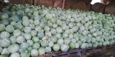 Venderé repollo blanco para encurtir. Bonitas cabezas de unos