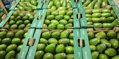 Hola, hass, fuerte avacado Disponible a buen precio Precio