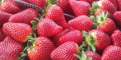 Las fresas provienen de Albania. El producto es tan