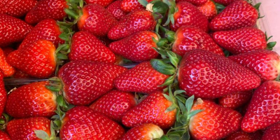 Las fresas provienen de Albania. El producto es tan