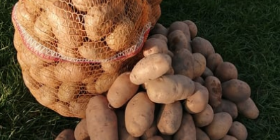 Venderé papas ovation envasadas en bolsas de 15 kg