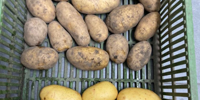 Venderé cantidades de camiones de papas. Variedades amarillas y