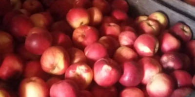 Estoy vendiendo manzanas de consumo al precio del fabricante.