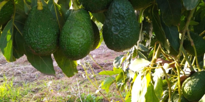 Aguacate fresco, de Marruecos para más información puedes contactarme