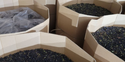 arándano (blueberry) silvestre ultracongelado IQF sin limpieza, es posible