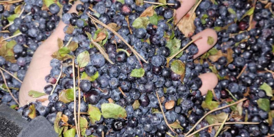 arándano (blueberry) silvestre ultracongelado IQF sin limpieza, es posible