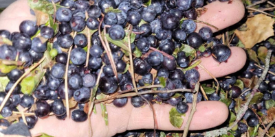 arándano (arándano) congelado rápidamente IQF. Sin limpieza (original). Es