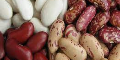 Frijoles ucranianos al por mayor. Entrega a Europa, Asia,