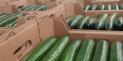 Venderé un pepino de invernadero (Mi empresa de verano