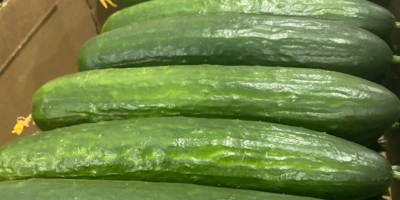 Pepino de invernadero a la venta (empresa Gorkunov-Rusia). Entregas