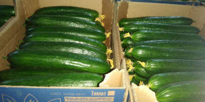 Pepino de invernadero a la venta (empresa Gorkunov-Rusia). Entregas