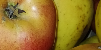 Se vende manzana Renet! Vendo manzanas de la variedad