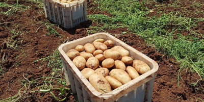 Vendo papas, blancas y rojas, empacadas en sacos de