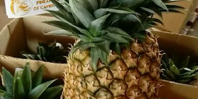 Най-добрият ананас от Камерун. Доставяме пресен и сладък ананас