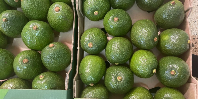 Aguacates maduros, seleccionados a mano, empacados en cajas, frescos