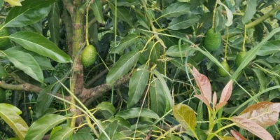 Aguacates maduros, seleccionados a mano, empacados en cajas, frescos