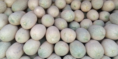 ¡Melones dulces de la República de Uzbekistán! ¡Podemos entregar