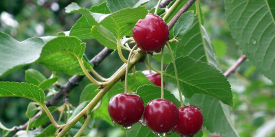 Estableceré cooperación con los productores de cerezas.