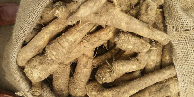 en la temporada 2022, suministramos raíces de rábano picante