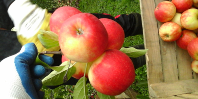 Compraré manzanas Rubinola 7+ en palet o en paquetes,