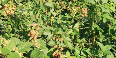 Vendo moras en cazuela u otra