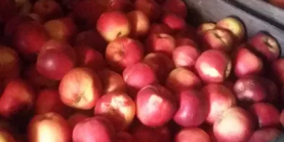 Vendo manzanas para jugos e industria a precio negociable.