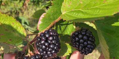 Moras frescas sin espinas