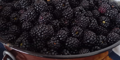 Moras frescas sin espinas