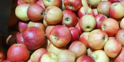 Hola, vendo varias manzanas moldavas surtidas, preferiblemente por tonelada/s.