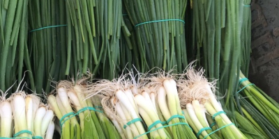 Vendo cebollín verde de cebollín, el precio es de