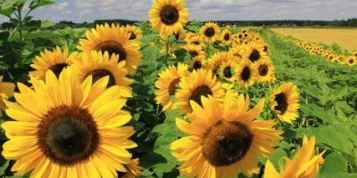 Se venden flores decorativas de girasol. yo soy el